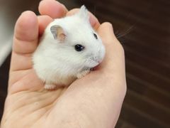 -双季花艺园艺市场(浦东店)