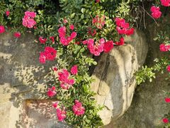 -天鹅湖体育公园