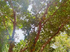 -中国科学院西双版纳热带植物园