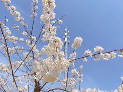 -顾村公园