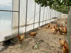 -马陆小张葡萄园农家乐