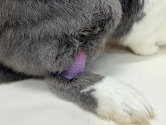 -瑞派·关忠动物医院·异宠专科·犬猫肿瘤·皮肤专科(望京店)