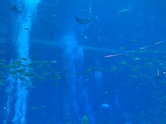 -亚特兰蒂斯•OSSIANO奥西亚诺海底餐厅
