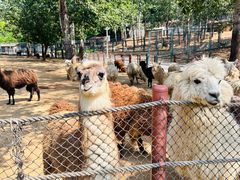 -大连森林动物园