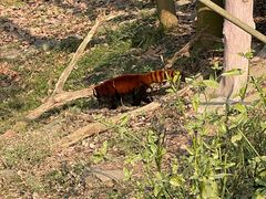 -都江堰中华大熊猫苑