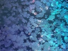 -大明湖海底世界