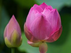 -荷花荡