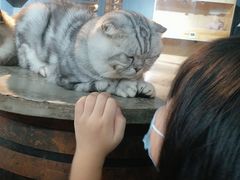 -more than meow吴止猫主题餐厅(承德 中船汇店)