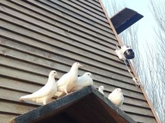 -长白岛森林公园