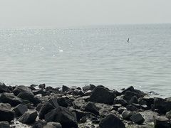 -深圳湾公园(南山区)
