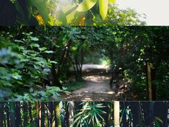 -羚羊峡古栈道森林公园