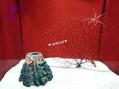 -大连圣亚海洋世界