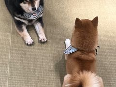 -逗柴咖啡屋·狗咖猫咖宠物桌游