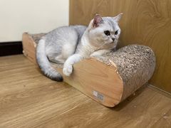 -滚猫咖啡·猫咖·猫友好撸猫(未来城店)