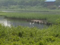 -华侨城湿地公园