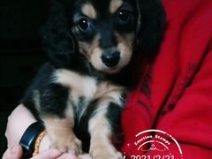 -翊宠yipet猫狗购宠庄园犬舍•猫舍