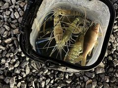 -DGE季风钓虾营地·团建·聚会