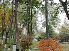 -大兴滨河森林公园