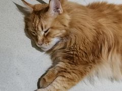 -藏猫猫咖啡主题馆(中央大道店)