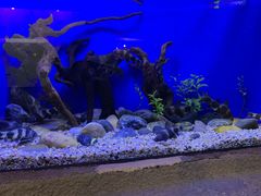 -上海海洋水族馆