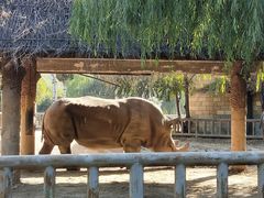 景点犀牛-石家庄市动物园