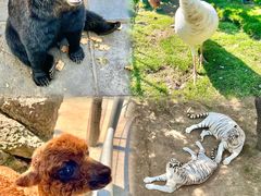 -西霞口神雕山野生动物世界