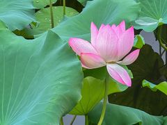 -荔湾湖公园