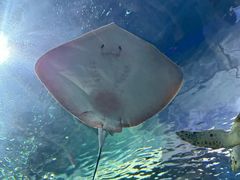 -上海海洋水族馆