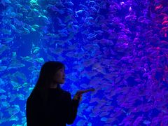 -成都浩海立方海洋公园