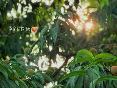 -金谷域澳洲庄园