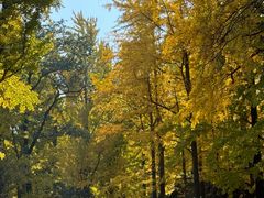 -阳台山自然风景区