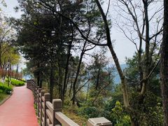 -铁山坪森林公园