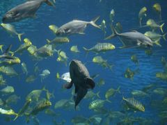 -烟台海昌鲸鲨海洋公园