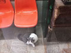 -猫咪博物馆(顶澳仔猫街店)