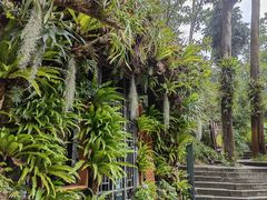 -深圳仙湖植物园