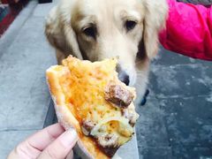 -百好乐宠物友好餐厅(朝外大街店)