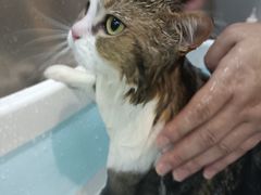 -PETKIT小佩宠物·低压洗护(国顺东路店)