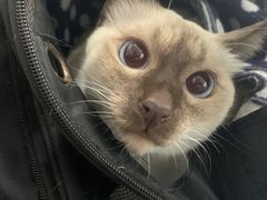 -爱侣宠医·鹦鹉专科·小型哺乳类·异宠专科(灵石路店)