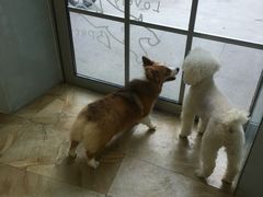 -宠爱有家宠物店(环镇北路店)