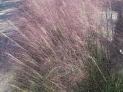 -前小桔亲子创意农场·草莓采摘·露营烧烤