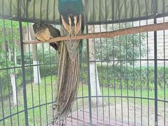 -太湖饭店玉兰厅(自助餐厅)