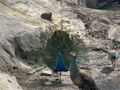 -栾川竹海野生动物园