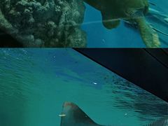 -上海海洋水族馆