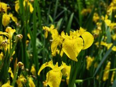 -昆山城市生态森林公园