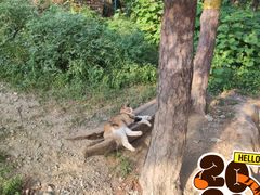 -北京西山国家森林公园