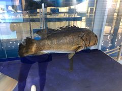 -上海海洋大学鱼文化博物馆(军工路校区)
