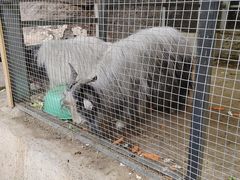 -栾川竹海野生动物园