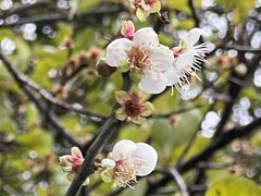 -广东罗浮山风景名胜区