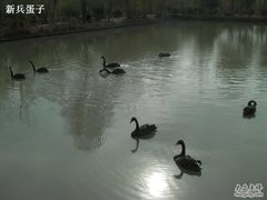 -溱湖国家湿地公园