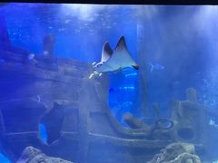 -江和美海洋公园